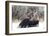 USA, Wyoming, Moose Calf Laying on Snowpack-Elizabeth Boehm-Framed Photographic Print