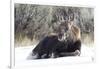 USA, Wyoming, Moose Calf Laying on Snowpack-Elizabeth Boehm-Framed Photographic Print