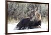 USA, Wyoming, Moose Calf Laying on Snowpack-Elizabeth Boehm-Framed Photographic Print