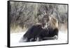USA, Wyoming, Moose Calf Laying on Snowpack-Elizabeth Boehm-Framed Stretched Canvas
