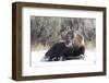 USA, Wyoming, Moose Calf Laying on Snowpack-Elizabeth Boehm-Framed Photographic Print