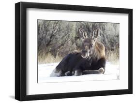 USA, Wyoming, Moose Calf Laying on Snowpack-Elizabeth Boehm-Framed Photographic Print