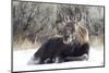 USA, Wyoming, Moose Calf Laying on Snowpack-Elizabeth Boehm-Mounted Photographic Print