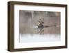 USA, Wyoming, Mule Deer Buck Swimming Lake Outlet During Migration-Elizabeth Boehm-Framed Photographic Print