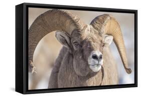 USA, Wyoming, National Elk Refuge, Bighorn Sheep Ram Head Shot-Elizabeth Boehm-Framed Stretched Canvas