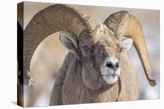 USA, Wyoming, National Elk Refuge, Bighorn Sheep Ram Head Shot-Elizabeth Boehm-Stretched Canvas