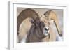 USA, Wyoming, National Elk Refuge, Bighorn Sheep Ram Head Shot-Elizabeth Boehm-Framed Photographic Print