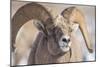 USA, Wyoming, National Elk Refuge, Bighorn Sheep Ram Head Shot-Elizabeth Boehm-Mounted Photographic Print