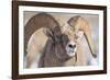 USA, Wyoming, National Elk Refuge, Bighorn Sheep Ram Head Shot-Elizabeth Boehm-Framed Photographic Print