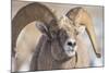 USA, Wyoming, National Elk Refuge, Bighorn Sheep Ram Head Shot-Elizabeth Boehm-Mounted Photographic Print