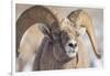 USA, Wyoming, National Elk Refuge, Bighorn Sheep Ram Head Shot-Elizabeth Boehm-Framed Photographic Print