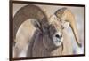 USA, Wyoming, National Elk Refuge, Bighorn Sheep Ram Head Shot-Elizabeth Boehm-Framed Photographic Print