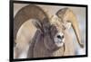 USA, Wyoming, National Elk Refuge, Bighorn Sheep Ram Head Shot-Elizabeth Boehm-Framed Photographic Print