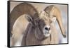 USA, Wyoming, National Elk Refuge, Bighorn Sheep Ram Head Shot-Elizabeth Boehm-Framed Stretched Canvas