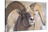 USA, Wyoming, National Elk Refuge, Bighorn Sheep Ram Head Shot-Elizabeth Boehm-Stretched Canvas