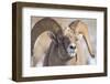 USA, Wyoming, National Elk Refuge, Bighorn Sheep Ram Head Shot-Elizabeth Boehm-Framed Photographic Print