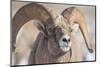 USA, Wyoming, National Elk Refuge, Bighorn Sheep Ram Head Shot-Elizabeth Boehm-Mounted Photographic Print