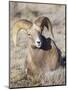 USA, Wyoming, National Elk Refuge, Bighorn sheep ram lying down on frosty grasses-Elizabeth Boehm-Mounted Photographic Print