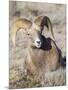 USA, Wyoming, National Elk Refuge, Bighorn sheep ram lying down on frosty grasses-Elizabeth Boehm-Mounted Photographic Print