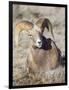 USA, Wyoming, National Elk Refuge, Bighorn sheep ram lying down on frosty grasses-Elizabeth Boehm-Framed Photographic Print