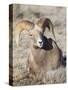 USA, Wyoming, National Elk Refuge, Bighorn sheep ram lying down on frosty grasses-Elizabeth Boehm-Stretched Canvas