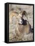 USA, Wyoming, National Elk Refuge, Bighorn sheep ram lying down on frosty grasses-Elizabeth Boehm-Framed Stretched Canvas