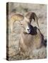 USA, Wyoming, National Elk Refuge, Bighorn sheep ram lying down on frosty grasses-Elizabeth Boehm-Stretched Canvas