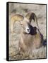 USA, Wyoming, National Elk Refuge, Bighorn sheep ram lying down on frosty grasses-Elizabeth Boehm-Framed Stretched Canvas