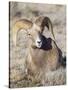 USA, Wyoming, National Elk Refuge, Bighorn sheep ram lying down on frosty grasses-Elizabeth Boehm-Stretched Canvas