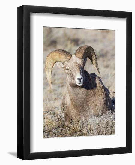 USA, Wyoming, National Elk Refuge, Bighorn sheep ram lying down on frosty grasses-Elizabeth Boehm-Framed Premium Photographic Print