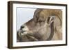 USA, Wyoming, National Elk Refuge, Bighorn sheep ram-Elizabeth Boehm-Framed Photographic Print