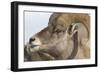 USA, Wyoming, National Elk Refuge, Bighorn sheep ram-Elizabeth Boehm-Framed Photographic Print