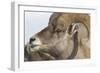 USA, Wyoming, National Elk Refuge, Bighorn sheep ram-Elizabeth Boehm-Framed Photographic Print