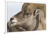 USA, Wyoming, National Elk Refuge, Bighorn sheep ram-Elizabeth Boehm-Framed Photographic Print