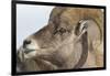 USA, Wyoming, National Elk Refuge, Bighorn sheep ram-Elizabeth Boehm-Framed Photographic Print