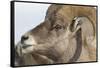 USA, Wyoming, National Elk Refuge, Bighorn sheep ram-Elizabeth Boehm-Framed Stretched Canvas