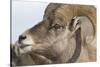 USA, Wyoming, National Elk Refuge, Bighorn sheep ram-Elizabeth Boehm-Stretched Canvas