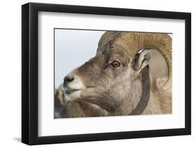 USA, Wyoming, National Elk Refuge, Bighorn sheep ram-Elizabeth Boehm-Framed Photographic Print