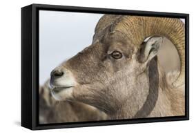 USA, Wyoming, National Elk Refuge, Bighorn sheep ram-Elizabeth Boehm-Framed Stretched Canvas