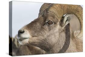 USA, Wyoming, National Elk Refuge, Bighorn sheep ram-Elizabeth Boehm-Stretched Canvas