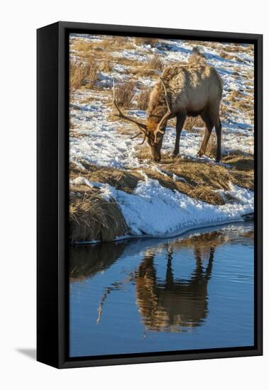 USA, Wyoming, National Elk Refuge. Male Elk Reflects in Stream-Jaynes Gallery-Framed Stretched Canvas