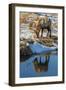 USA, Wyoming, National Elk Refuge. Male Elk Reflects in Stream-Jaynes Gallery-Framed Photographic Print