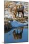 USA, Wyoming, National Elk Refuge. Male Elk Reflects in Stream-Jaynes Gallery-Mounted Photographic Print