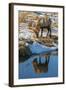 USA, Wyoming, National Elk Refuge. Male Elk Reflects in Stream-Jaynes Gallery-Framed Photographic Print