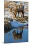 USA, Wyoming, National Elk Refuge. Male Elk Reflects in Stream-Jaynes Gallery-Mounted Photographic Print