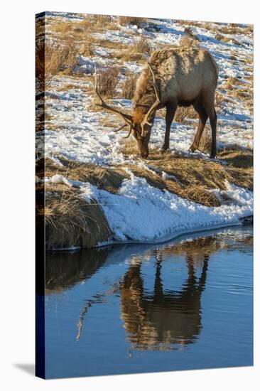 USA, Wyoming, National Elk Refuge. Male Elk Reflects in Stream-Jaynes Gallery-Stretched Canvas