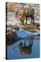 USA, Wyoming, National Elk Refuge. Male Elk Reflects in Stream-Jaynes Gallery-Stretched Canvas