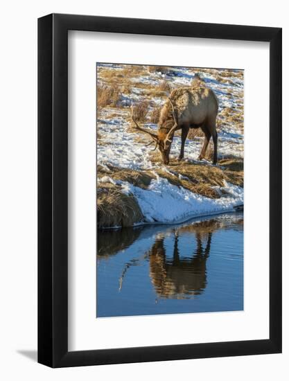 USA, Wyoming, National Elk Refuge. Male Elk Reflects in Stream-Jaynes Gallery-Framed Photographic Print