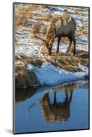 USA, Wyoming, National Elk Refuge. Male Elk Reflects in Stream-Jaynes Gallery-Mounted Photographic Print