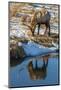 USA, Wyoming, National Elk Refuge. Male Elk Reflects in Stream-Jaynes Gallery-Mounted Photographic Print